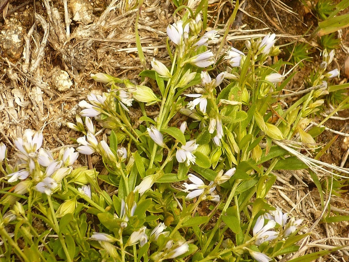 Polygala serpyllifolia (Polygalaceae)